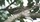 Levant Sparrow Hawk, Jerusalem Bird Observatory